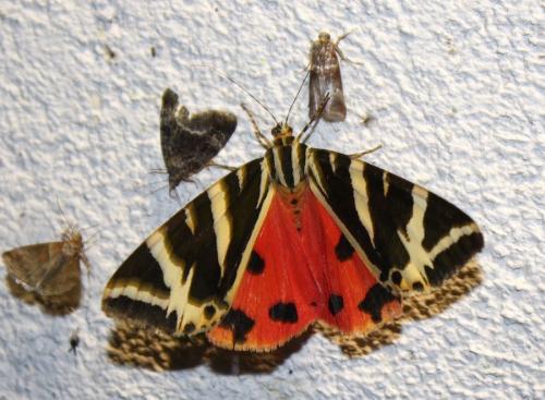 Réf. 238 853 : Euplagia quadripunctaria